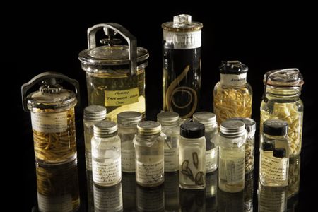 15 antique, scientific jars filled with preserved parasites on black background.