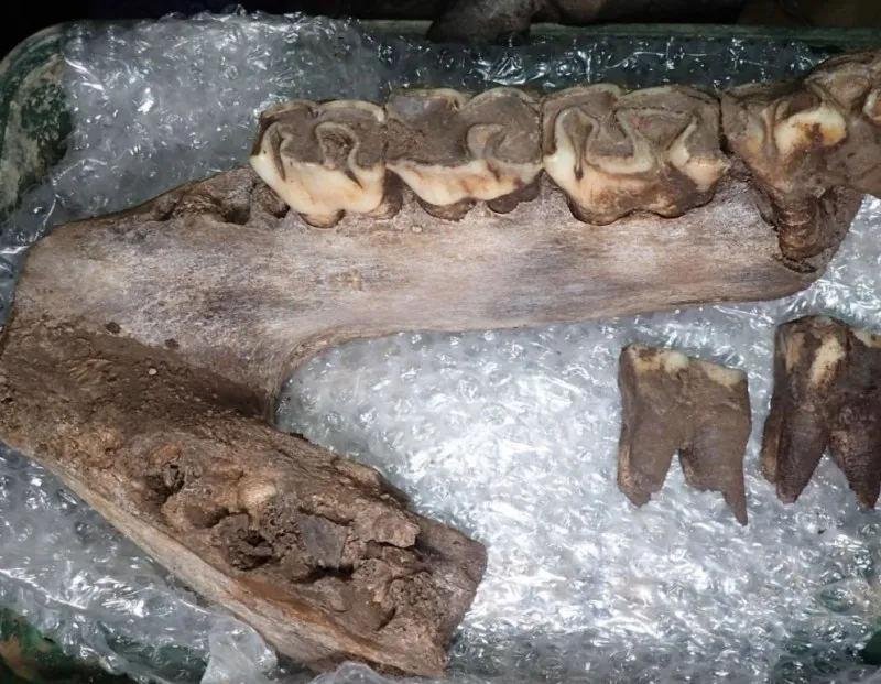 Woolly rhinoceros mandible with teeth attached
