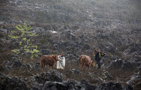 It’s pouring, let’s hurry home! thumbnail