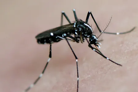 An Asian tiger mosquito in action. 