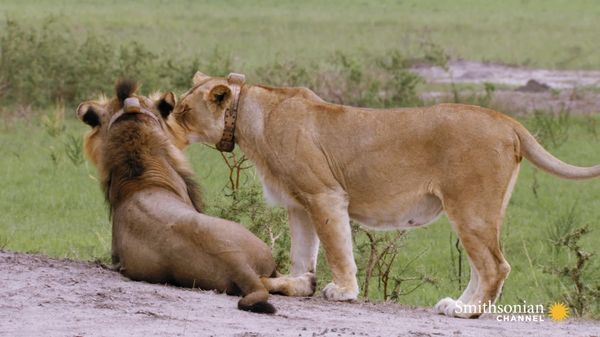 Preview thumbnail for Why Male Lions Need Lionesses to Help Them Survive