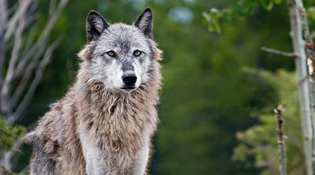 The loss of wolves in the American West set off a cascade of changes to the region's food web.