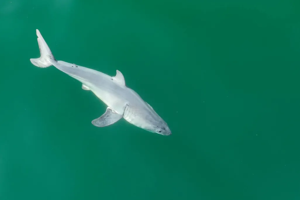 a newborn white shark swimming in blue-green waters