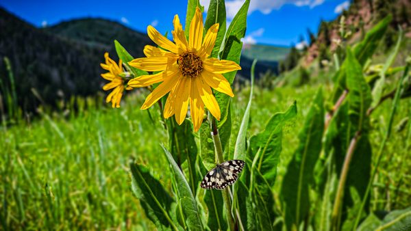 Butterflower thumbnail