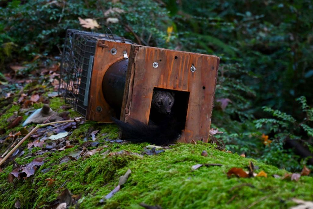 A Fisher Being Released From a Trap