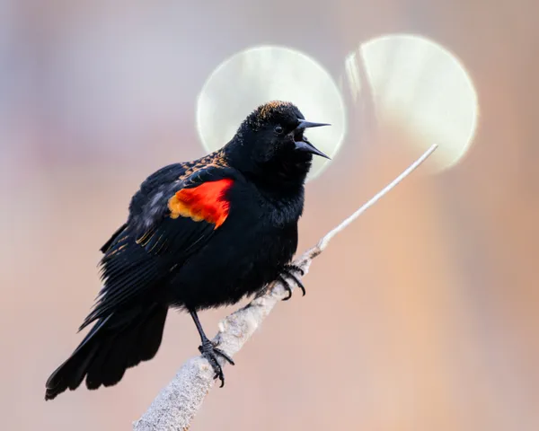 Red-winged Blackbird Double Moon thumbnail