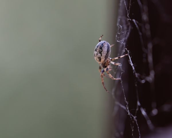 A spider clings to his web with precision and speed. thumbnail