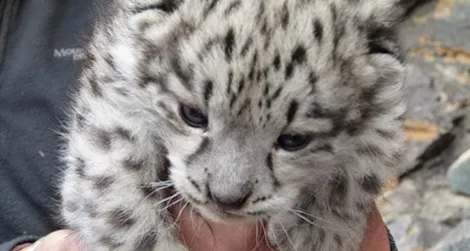 One of the snow leopard cubs discovered in Mongolia’s Tost Mountains.