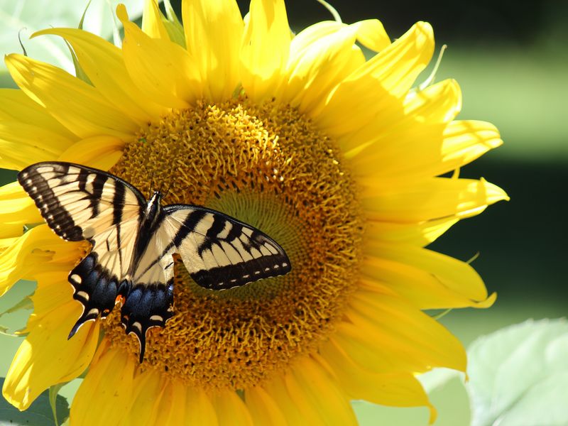 Butterfly on Sunflower | Smithsonian Photo Contest | Smithsonian Magazine