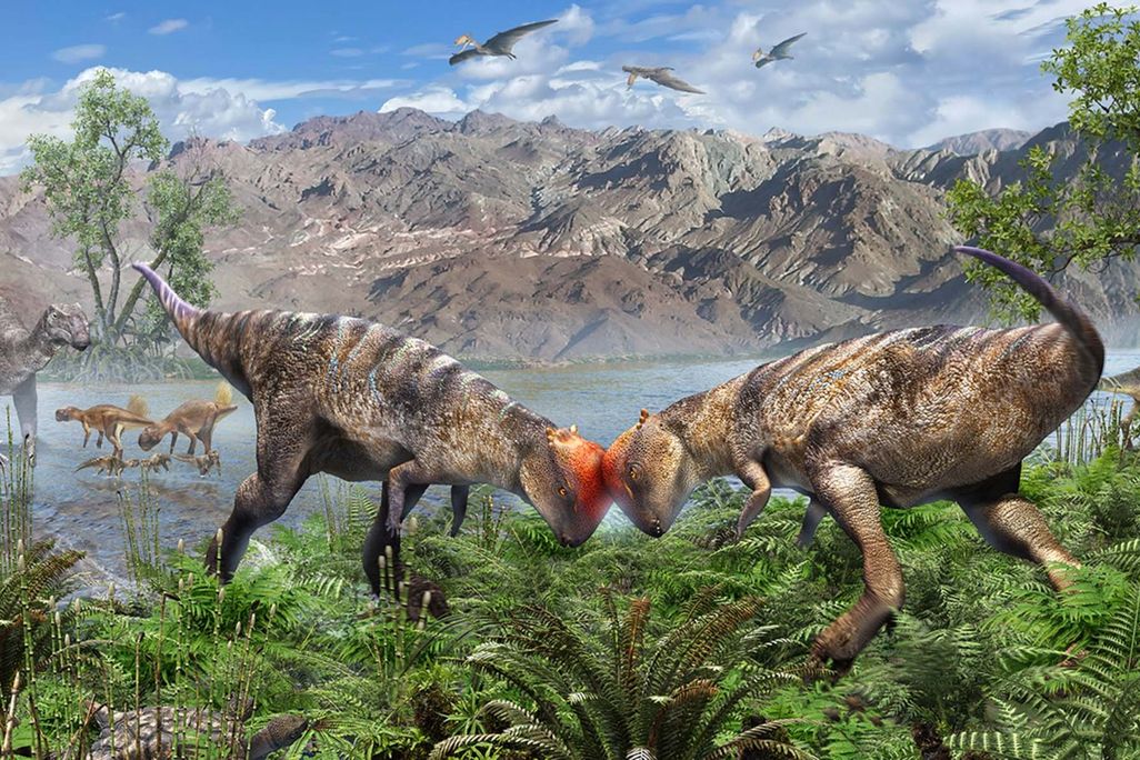 An artistic rendering featuring a confrontation between two dome-headed dinosaurs