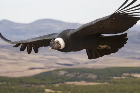 At 33 pounds, Andean condors are the heaviest soaring birds on Earth, but a new study finds they can stay airborne for up to five hours at a time without flapping at all.