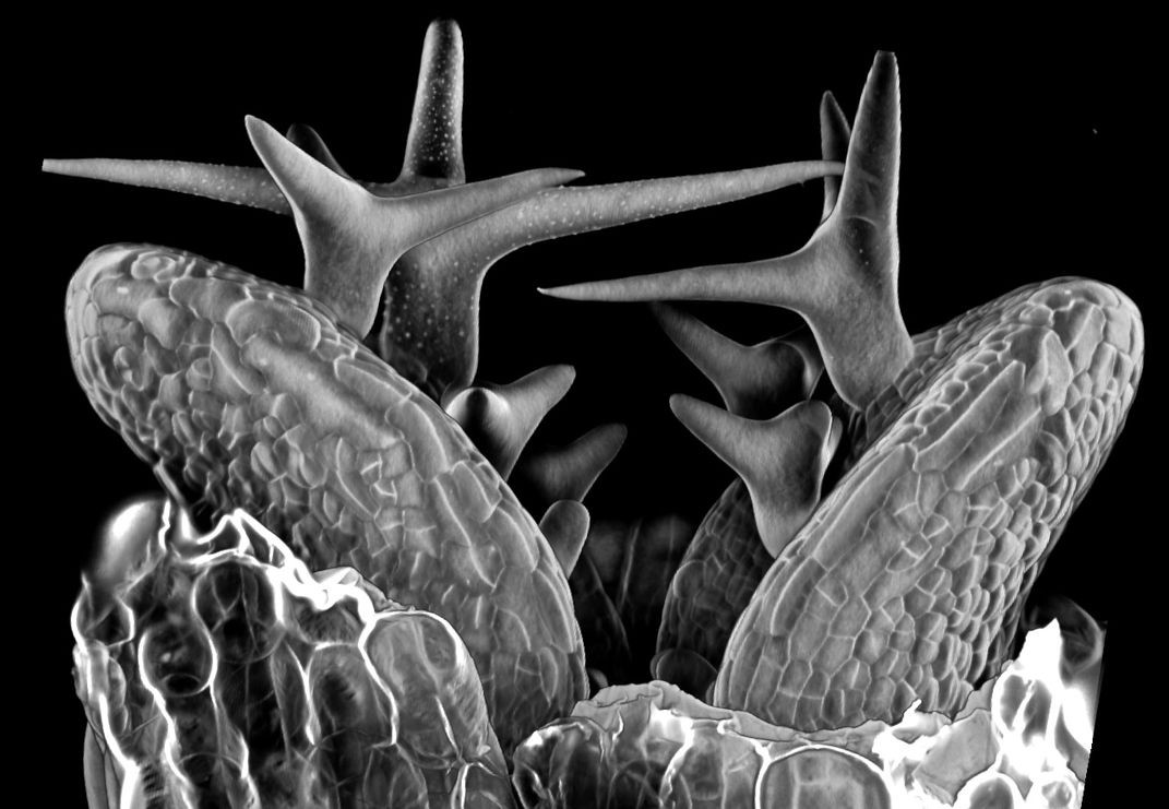 Black and white photo of pointy objects