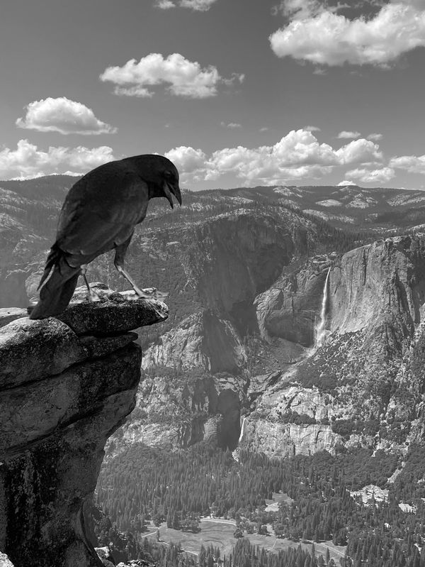 Crow overlooking Yosemite Valley thumbnail