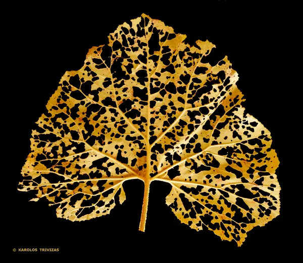 DECOMPOSITION : A fallen leaf with shining golden tones during the decomposition process. thumbnail