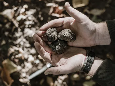 Italian truffles, known for a robust earthy and slightly garlicky taste, are a delicacy, and guests at the Casa di Langa in Piedmont, Italy, can hunt for their own.