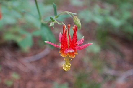 Serpentine columbine may use dead bugs to lure in spiders to do its dirty work, researchers report. 