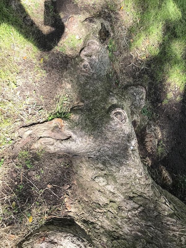 Deer-shaped tree root thumbnail