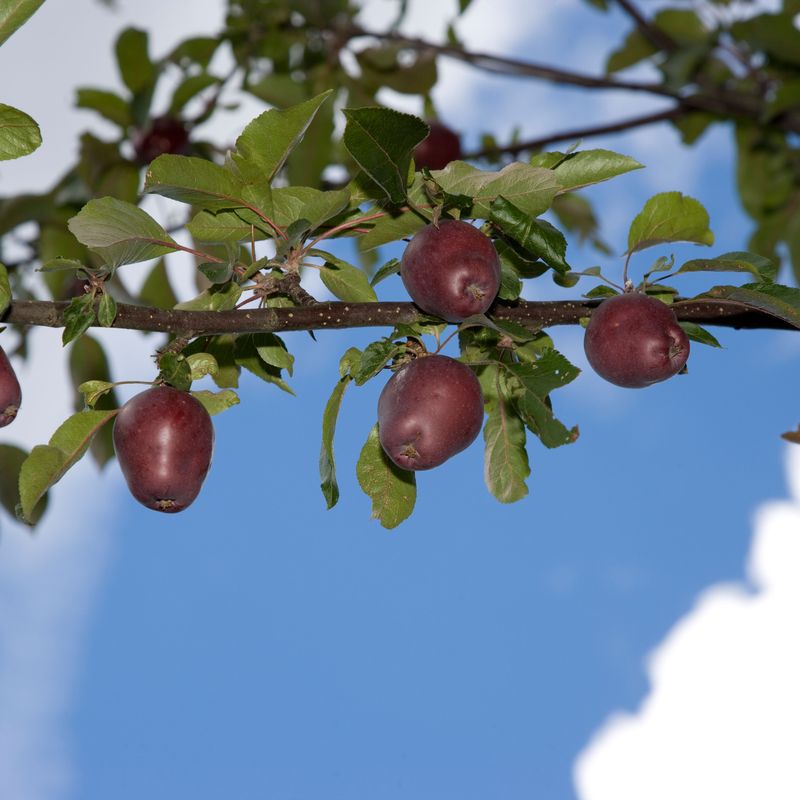 The Domestication of the Apple: Gift from Central Asia