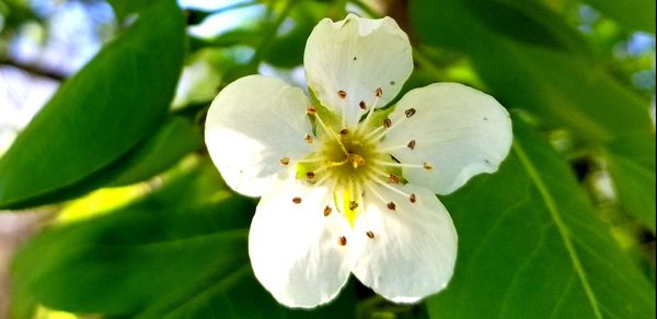 Pear Blossom at the Alabama River thumbnail
