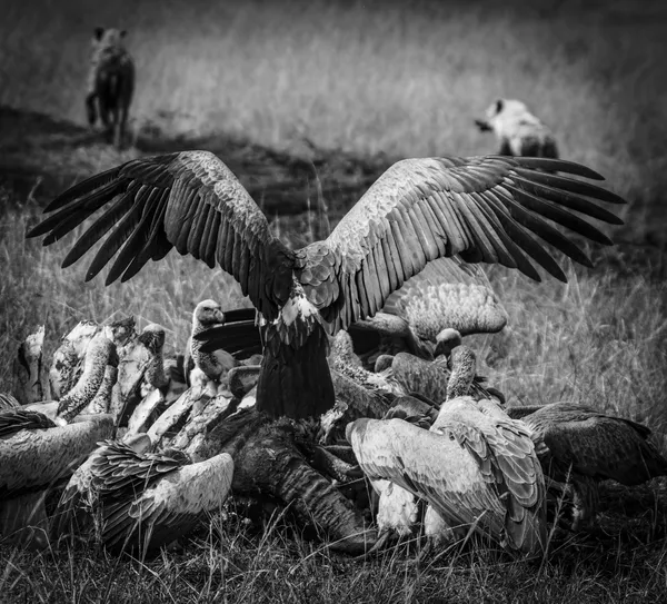 Vultures descend on a Lion kill, Masai Mara 2023 thumbnail