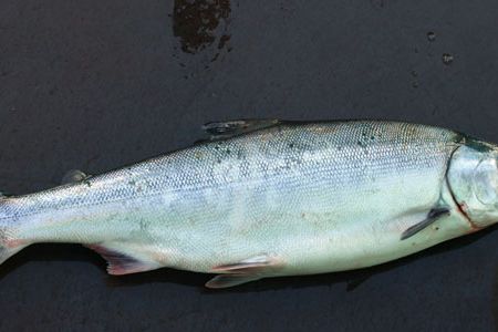 Still life: Fall chum