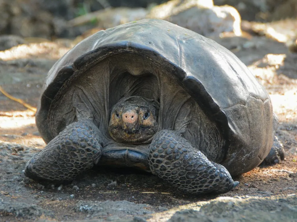 A photo of Fernanda, a female Fernandia Giant Tortoise. The tortoise is brown and is facing the camera. Its head is slightly tucked in its shell. 