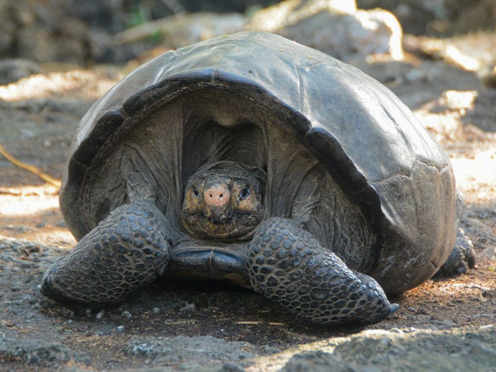 giant tortoise