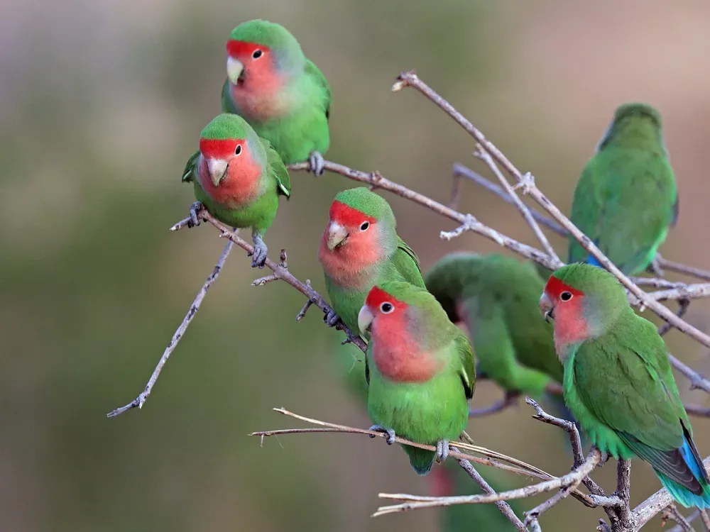 Green and red parrots sitting on branches