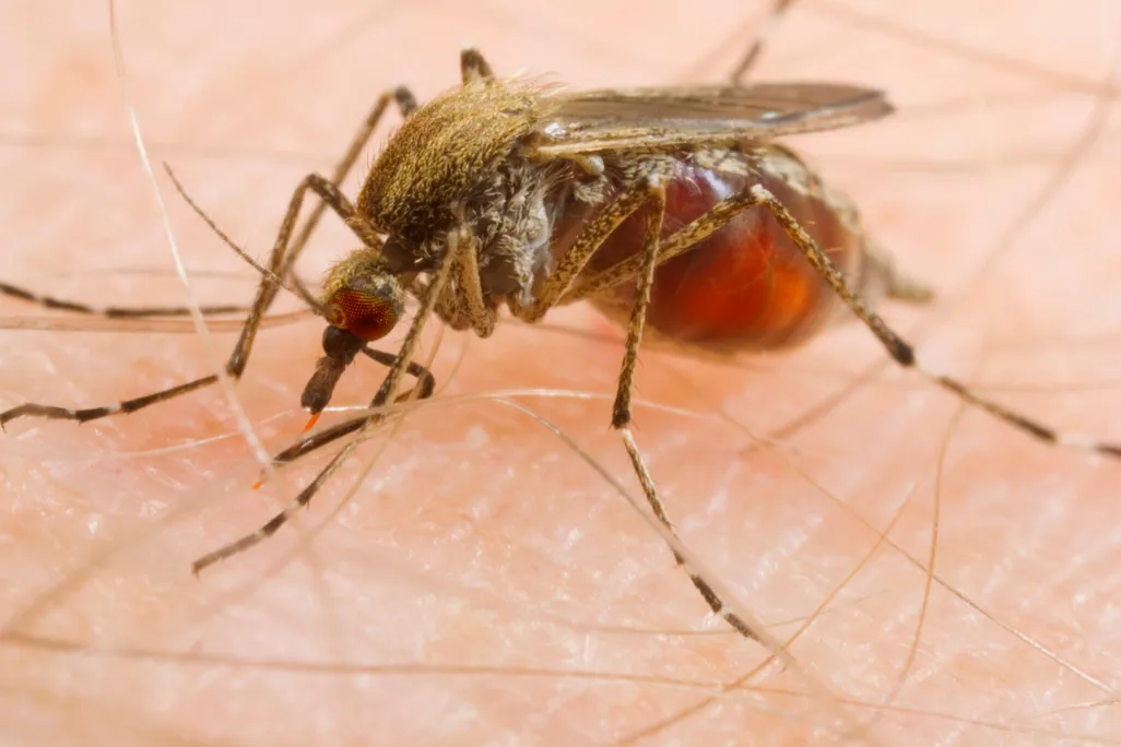 mosquito