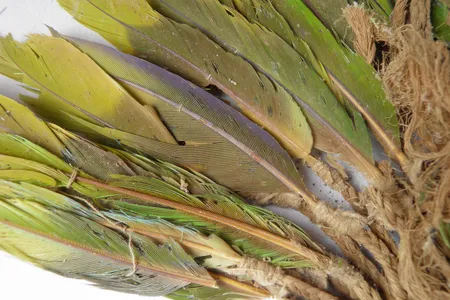 The feathers belonged to birds from four large parrot species, according to researchers.