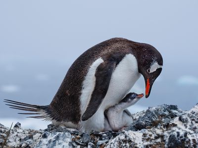 This grand-prize-winning image captures a touching moment between a parent gentoo penguin and its and chick.