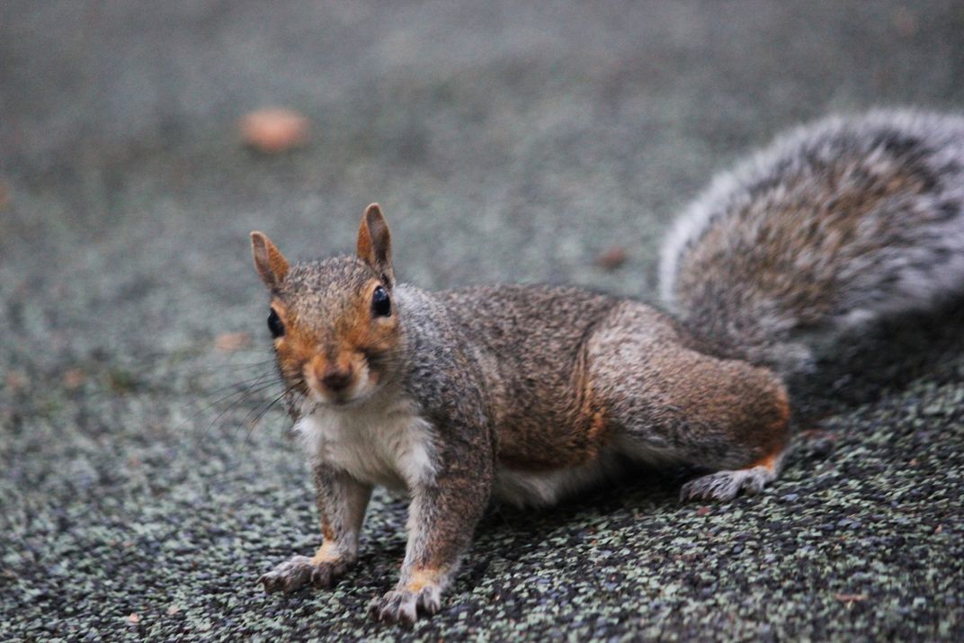 The squirrels are out burying their nuts. | Smithsonian Photo Contest ...