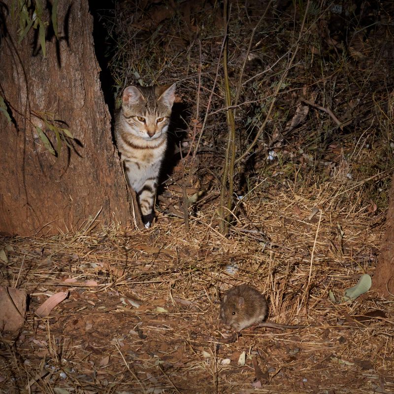 In Australia, Curiosity® Really Will Kill Feral Cats, Smart News