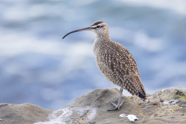 Hudsonian whimbrel on a cliff overlooking the ocean thumbnail