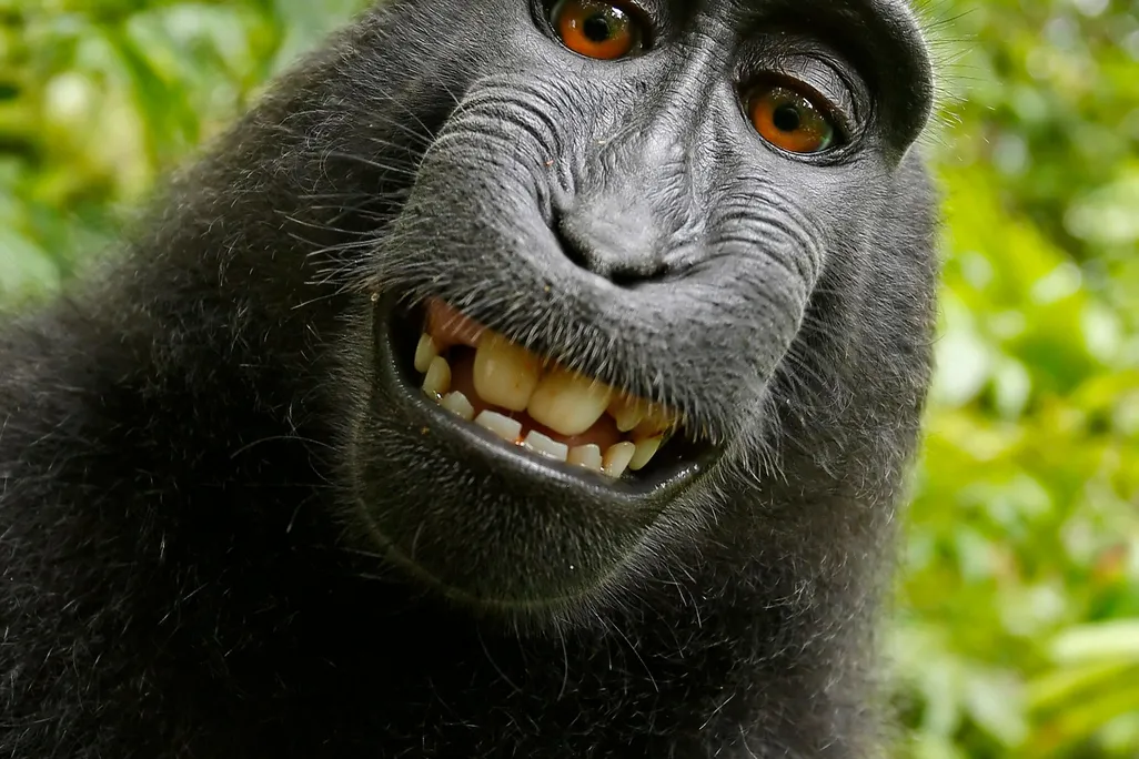 Ape Selfie