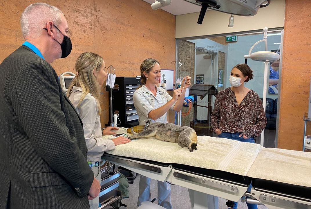 A vet prepares to vaccinate a koala under anesthetic