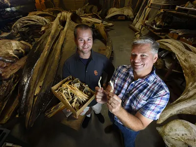 Matt Dean (left) and Jim Dines (right) analyzed pelvic bones of whales and dolphins from 29 different species. 