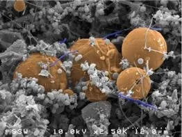 a microscope image of orange spherical structures (carbon) with very thin, purple filaments of bacteria