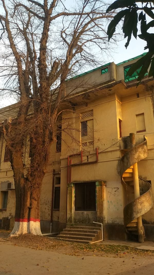 A decades-old tree standing beside an old yellow building. thumbnail