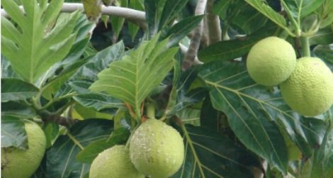 Starchy staple of the tropics, the breadfruit is often fried or baked and eaten like potatoes.