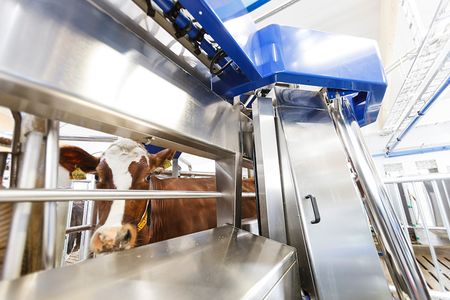A cow is milked by a robotic voluntary milking system.