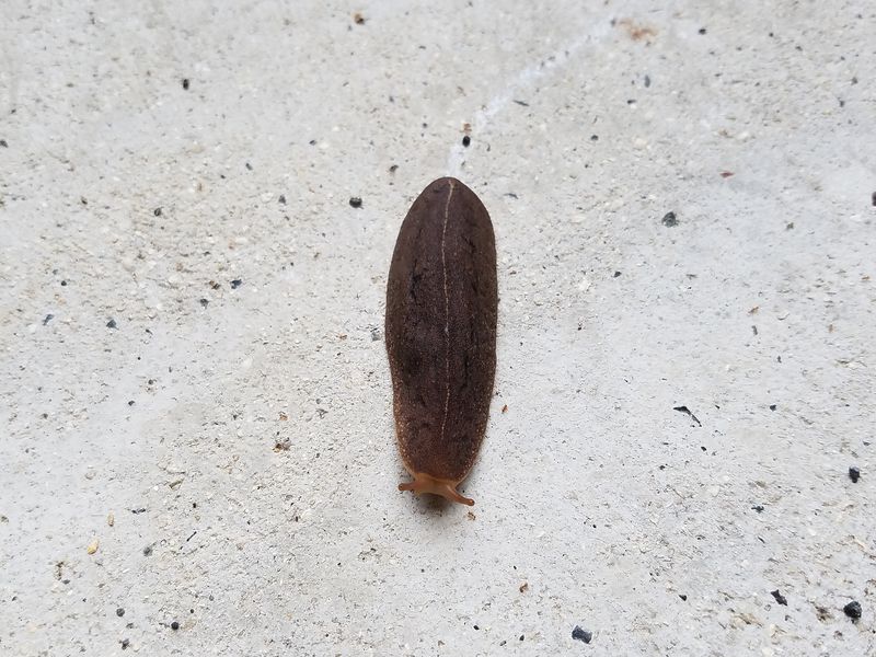 Hawaiian Slug Smithsonian Photo Contest Smithsonian Magazine