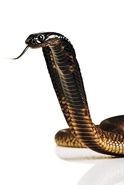 cobra