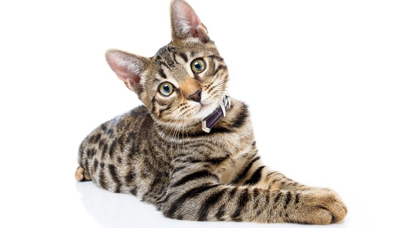 Cats React to 'Baby Talk' From Their Owners, but Not Strangers