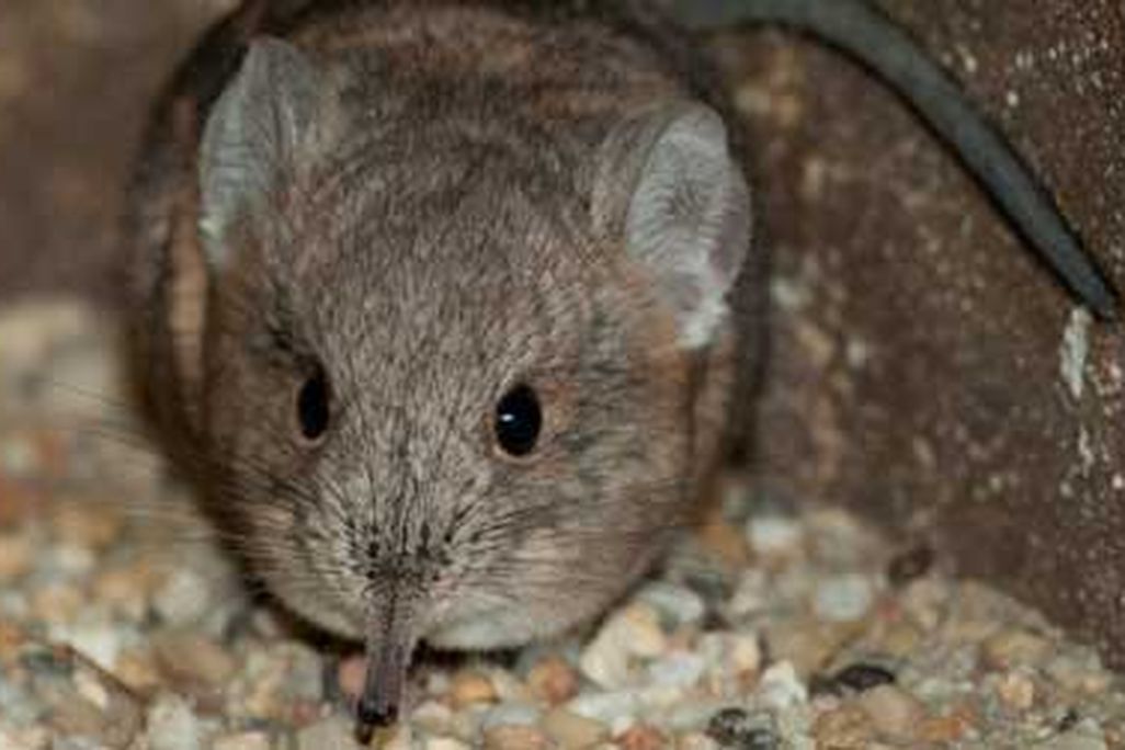 An adorable elephant shrew