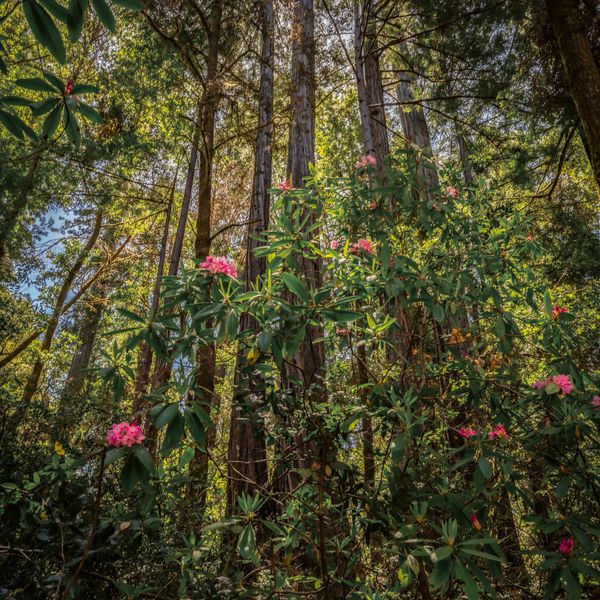 Rhododendrons and redwoods thumbnail