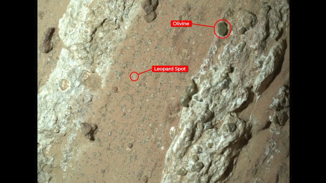 Una sección de la roca "Cheyava Falls" en Marte, analizada por el rover Perseverance de la NASA. Se destacan dos características principales: un área etiquetada como "Olivine" y otra como "Leopard Spot". La etiqueta "Olivine" indica la presencia del mineral olivino, mientras que la etiqueta "Leopard Spot" resalta una de las manchas blancas rodeadas de un anillo negro, similares a las manchas de un leopardo, que son de particular interés para los científicos en la búsqueda de signos de vida antigua en Marte.