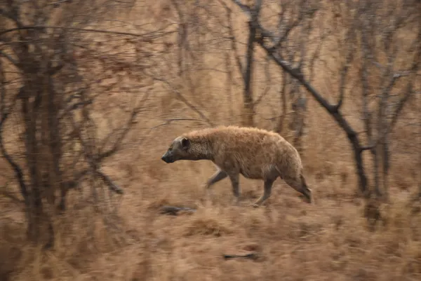 Spotted Hyena in the Rain thumbnail