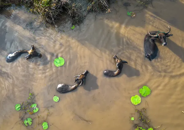 Buffalo Bath thumbnail