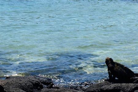 The Galapagos is no place for a mammal. But it's a great place to be a reptile. Land animals had to make the trip here via rafts of vegetation that broke loose from the mainland, which isn't so bad if you have scaly skin, are cold-blooded and can go for a long time without fresh water. A few rodents managed to colonize the islands, and there are some native bats, but reptiles rule. 

One of the weirdest reptiles is the marine iguana, the world's only seagoing lizard. It basks on lava rocks to warm up in the morning, then swims around in the surf eating seaweed. They get to be four feet long or more and look for all the world like Godzilla. Like other Galapagos creatures, they aren't particularly bothered by humans gawking at them.